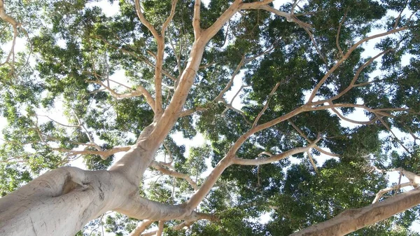 Baumkronen Von Großen Riesigen Bäumen Wald Dschungel Oder Regenwald Riesiger — Stockfoto