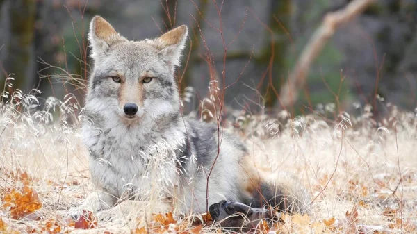 野生毛茸茸的狼 灰狼或灰狼 秋天的森林沼泽地 约塞米蒂国家公园野生动物 加利福尼亚动物 杂交种狗的画像 如动物躺在草地上 头和眼睛 图库图片