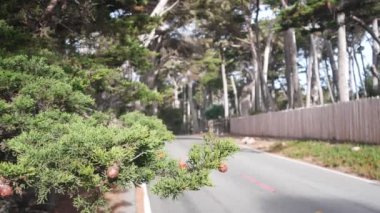 17 millik manzaralı yol, Monterey yarımadası, Kaliforniya, ABD. Selvi ağacı ormanları, kozalaklı çam ağaçları, koruluklar ve ormanlar arasında yol gezisi. Pasifik kıyısı otoyolu Big Sur yakınlarında turizm rotası