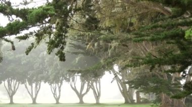 Siste kozalaklı çam ağaçları, sisli gizemli orman, orman ya da koruluk. Sisli yağmurlu havada sıra sıra ağaçlar, Monterey, Kaliforniya 'da sakin bir sis. Dantelli yosun sarkıyor. Sakin bir atmosfer..