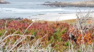 Sahne 17 mil, Monterey, California USA. Kayalık kayalık okyanus, deniz dalgaları kayalara çarpıyor. Pasifik sahil yolu, Point Lobos, Big Sur ve Pebble plajı yakınlarında vahşi doğa. Sulu buz bitkisi