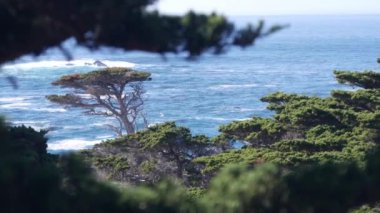 Okyanus dalgaları çarpıyor, mavi su sıçrıyor, deniz köpüğü. Big Sur, 17 mil sürüş güneşli doğa, Point Lobos deniz manzarası, Monterey, California sahili, ABD. Kozalaklı çam selvisi ormanı ya da korusu, yalnız ağaç..