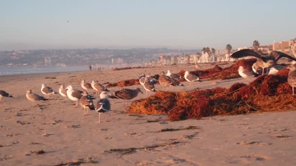 海鸥在海滩上的海水边 在日落时在美国加利福尼亚的海浪边 太平洋沿岸沙滩上的鸟群或鸟群 日落时的海鸥和海藻群 任务海滩 — 图库视频影像