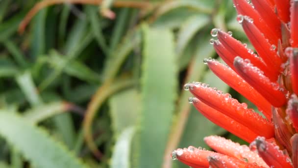 Červený Aloe Květ Kapkách Rosy Nebo Deště Čerstvé Šťavnaté Listy — Stock video
