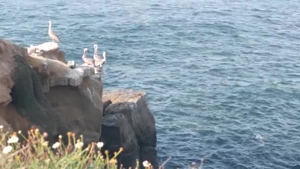 ブラウンペリカンの群れ ペリカヌスの鳥の羽のコロニー 海の水による岩 ホヤは野生動物 カリフォルニア州海岸 米国をカバーしています 自然生息地の動物 崖の上の自由 — ストック動画