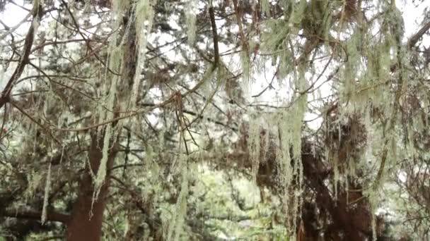 Krajkový Lišejník Visí Větve Stromů Mlhavém Lese Neskutečné Lesy Pohádkové — Stock video