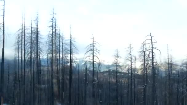 Forest Fire Aftermath Burnt Charred Pine Tree Trunks Yosemite California — Stock Video