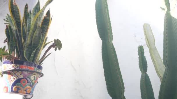 Tanaman Sansevieria Dalam Pot Bunga Dan Kaktus Tinggi Yang Lezat — Stok Video