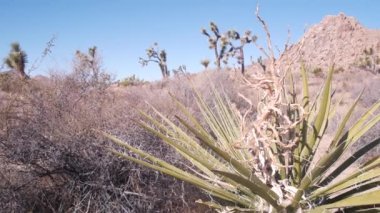 Çöl bitkisi, Joshua Tree Ulusal Parkı, Kaliforniya ABD. Vahşi batı ve Hint atmosferi, Batı kurak iklimi. Vadi yaban hayatı, kaktüs suları, agave ve yukka bitkileri. Kuru susuz fundalık.