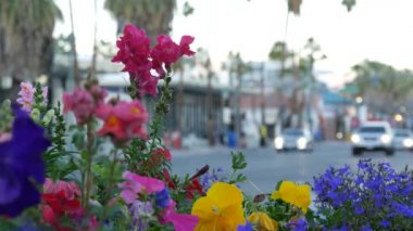 Palmiye ağaçları ve çiçekler, Palm Springs sokak çiçekleri, Los Angeles, Kaliforniya estetik merkezinde çiçek açmak ya da çiçek açmak. Yaz gezisi titreşimleri. Kullanıcı odaklı olmayan arabalar.