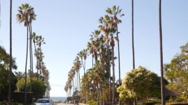 Sokakta palmiye ağaçları, Los Angeles yakınlarında rıhtım kenti, Kaliforniya kıyısı, güney Amerika. Okyanus kıyısındaki palmiyeler, yaz tatilleri estetik. Güneşli bir günde tropik palmiyeler. Güneş ışığı ve mavi gökyüzü