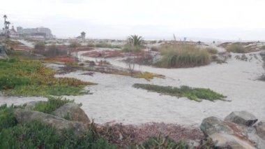 Sisli Coronado plajının kum tepeleri, Kaliforniya sahillerindeki okyanus dalgaları, ABD. San Diego 'da bulutlu hava. Brume 'da sakin deniz kıyısında sulu bitki, sisli ot, dingin estetik