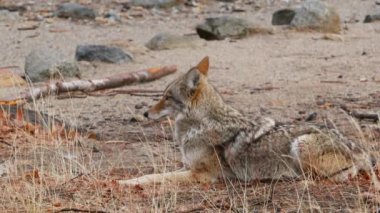 Vahşi kürklü kurt, gri çakal ya da gri çakal, sonbahar ormanı açıklığı, Yosemite ulusal parkı vahşi yaşam alanı, Kaliforniya, ABD. Evcilleştirilmemiş etobur yırtıcı, doğal ortamdaki hayvan gibi melez bir köpek..