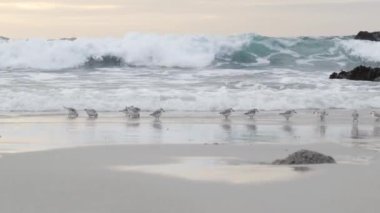 Okyanus dalgaları ve bir sürü kum düdüklü kuş, kayalık plaj, küçük kum düdüklü su kuşu sürüsü, Monterey vahşi yaşamı, Kaliforniya sahilleri, ABD. Deniz suyu akıntısı, küçük kum. Minik hızlı genç kuş koşuyor