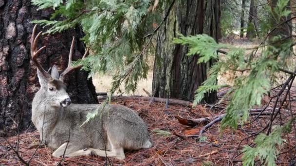 松の木の下に大きな角を持つ野生の鹿 ヨセミテ渓谷の森の動物 カリフォルニア州の野生動物動物 公園や森の中でバックやスタッグ 自由または自然の生息地でのケルビス — ストック動画