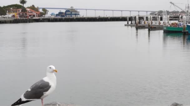 海港によるシーポート村 サンディエゴのダウンタウン カリフォルニア州海岸 マリーナでカモメの鳥 湾での観光のためのウォーターフロントの港側の遊歩道 コロナド橋と漁船 — ストック動画
