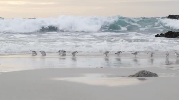 Onde Oceaniche Molti Uccelli Pifferaio Sabbia Spiaggia Rocciosa Piccoli Uccelli — Video Stock