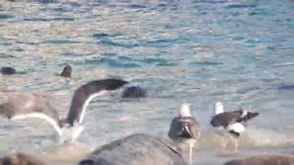 Vilda Fläckiga Pälssälar Rookery Pacific Harbor Sjölejon Som Simmar Vatten — Stockvideo