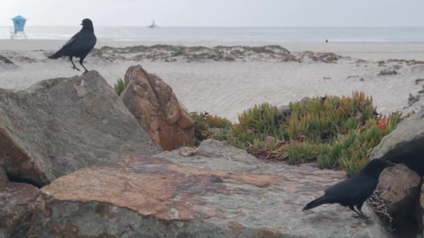 Sand Dunes Misty Coronado Beach Ocean Waves Fog California Coast — Stock video