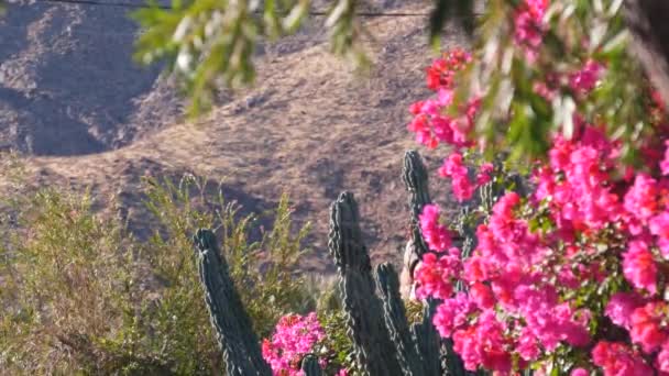 선인장 부우간 빌레아 진홍색 꽃이나 캘리포니아주 로스앤젤레스 근처의 팜스프링스의 산이나 — 비디오