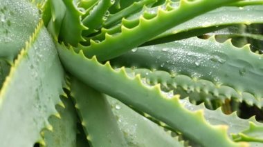Aloe vera rosette, çiy ya da yağmur suyu damlaları, taze sulu ıslak bitki, nemli yapraklar, yağmur damlaları ya da damlacıklar. California sulu bitki örtüsü, bahar sabahı. Nemlendirici organik kozmetik ferahlatıcı bileşen.