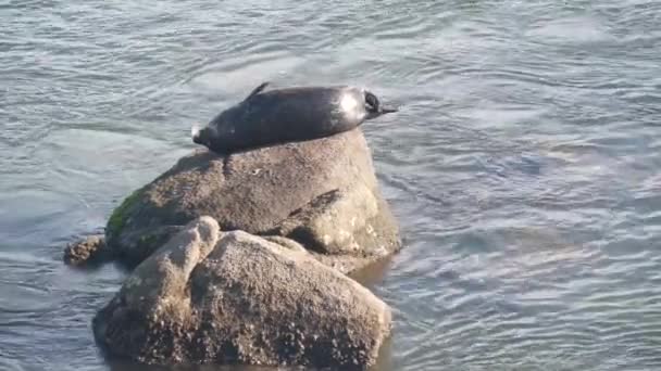 野生斑点毛皮海豹睡在岩石上的水 太平洋港湾海狮休息在海滩 蒙特里野生动物 加利福尼亚海岸动物 幼小的小狗 自由生活的海洋动物或自然栖息地 — 图库视频影像