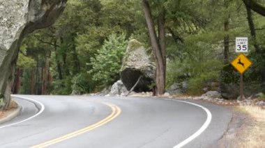 Sarı uyarı işareti geyik geçidi, ormanda kavis, orman ağaçları. Yosemite 'ye ya da Tioga Yolu' na ya da California Vahşi Yaşam Fauna 'ya, Amerika' daki hayvanlara yolculuk. Vahşi doğada ekoloji ya da otostop çekmek.
