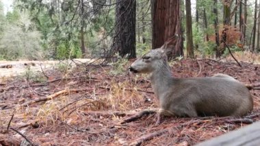 Vahşi geyik çifti veya çam ağacının altında yaşayan bir aile Yosemite Vadisi, Orman açıklığı, Kaliforniya vahşi yaşam alanı, ABD. Genç dişi ya da arka vahşi doğada ya da ormanlık alanda, özgürlük ya da doğal yaşam alanında.