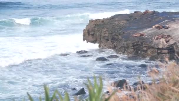 Vildsälsrookery Sjölejon Vilande Stenig Havsstrand Jolla Vilt San Diego Kaliforniens — Stockvideo