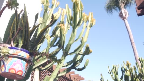 Sansevieria Φυτό Γλάστρα Λουλούδι Πηλό Ψηλός Χυμώδης Κάκτος Μπλε Ουρανό — Αρχείο Βίντεο