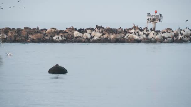 Sea Lion Seal Rookery Breakwater Sleeping Sunset Monterey Wildlife California — Stock Video