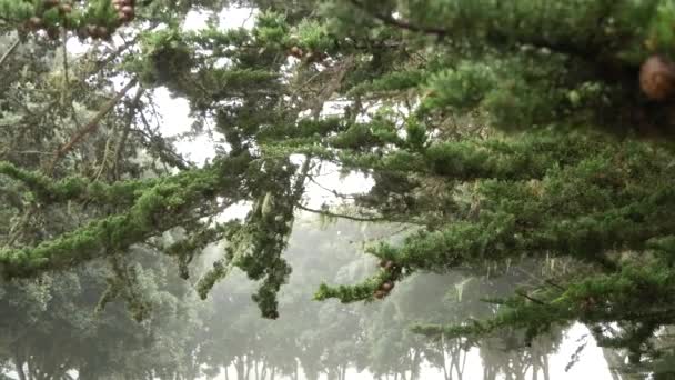 雾中的松柏 雾蒙蒙的神秘森林 林地或森林 多雾的雨天 一排排的树木 在美国加州蒙特里平静的薄雾中 蕾丝苔藓挂着 平静的气氛 — 图库视频影像