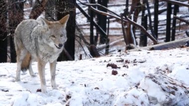 Vahşi kürklü kurt, gri çakal ya da gri çakalkurt, kış karlı ormanı, Yosemite ulusal parkı vahşi yaşam alanı, Kaliforniya, ABD. Evcilleştirilmemiş yırtıcı hayvan gibi yürüyor, kokluyor, melez köpek ayakta duruyor.