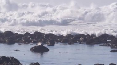 Pasifik Limanı benekli fok balığı, kayaların üzerinde dinlenen sevimli deniz aslanı. Dalgalar sarp kayalıklara çarpıyor, Monterey vahşi yaşamı, California okyanus kıyısı faunası, ABD. 17 millik vahşi doğa. Su sıçrıyor.