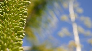 Sarı agave ya da aloe egzotik çiçek paniği, yüzyıl ya da nöbetçi bitki çiçeği, sulu çiçek ya da şişkinlik. Mavi açık güneşli yaz gökyüzü, çiçek açan maguey ve palmiye ağacı, Kaliforniya flora, ABD bahçesi.