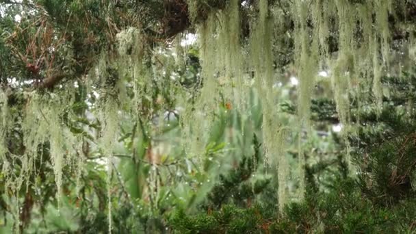 Lace Lichen Moss Hanging Tree Branches Foggy Misty Forest Surreal — Stock Video