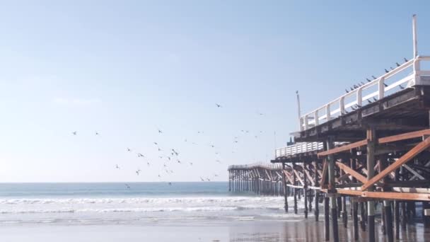 在木制水晶码头下面的一堆 海滩上的海浪 加利福尼亚 在任务海滩的暑假 圣地亚哥海岸 在海滨的海滨长廊下 成群的鸽子在飞 — 图库视频影像