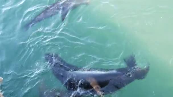 野生可爱的海豹群群或海狮群在海里游泳 嬉闹滑稽的行为 许多自由的海洋动物在水下潜水 从上面看 蒙特利码头 加利福尼亚海岸野生动物 — 图库视频影像