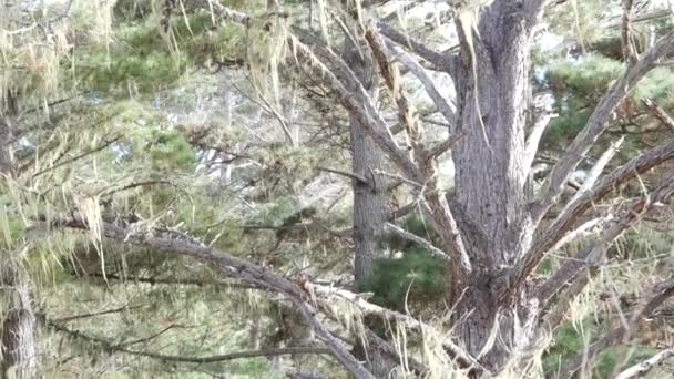 Flechtenspitzenmoos Hängt Bäume Verzweigen Sich Wald Tiefe Surreale Hölzer Märchenhafter — Stockvideo