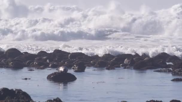 太平洋の港 かわいいアシカの動物の岩の上に休んでシールを発見した 険しいビーチ モントレー野生動物 カリフォルニア州の海岸動物園 米国でクラッシュします 17マイルのドライブ野生の自然 海水が飛び散る — ストック動画