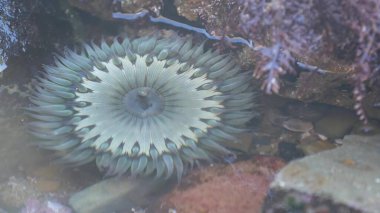 Deniz şakayığı dokunaçları, gelgit havuzu suyu, deniz şakayıkları ağız makrosu. Tidepool yaban hayatı, deniz canlıları. Egzotik aktinyum polip hayvanlar su altında. Kelimenin tam anlamıyla gelgit bölgesi faunası, California gelgiti