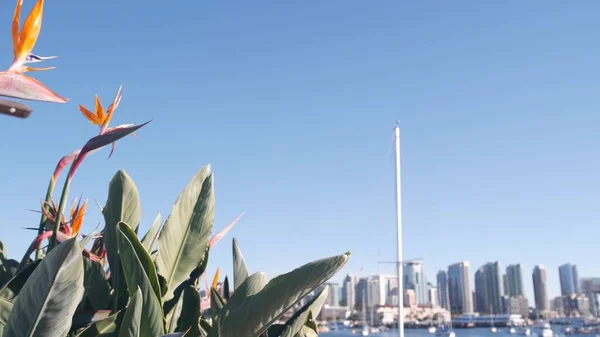 Yachten Yachthafen Und Der Innenstadt Stadtbild Von San Diego Kalifornische — Stockfoto