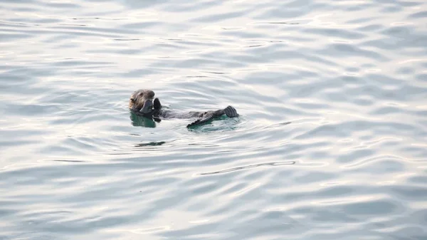 Leuke Harige Zee Otter Zeezoogdier Schattig Knuffelbaar Wild Waterdier Zwemmen — Stockfoto