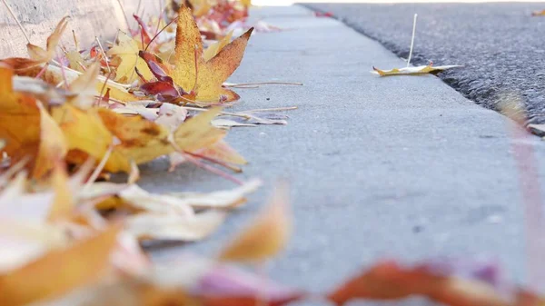 Dry Yellow Autumn Fallen Maple Leaves Ground American City Street — Stock Photo, Image