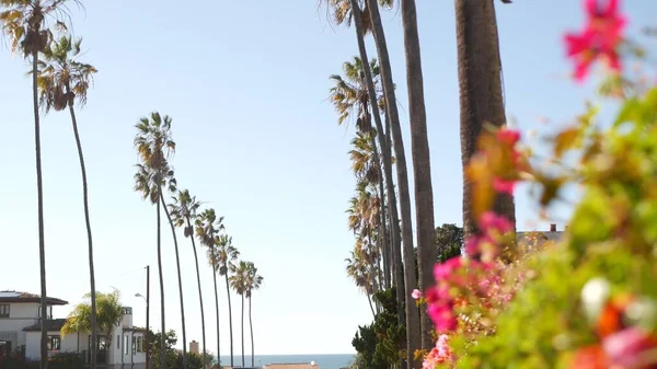 Row of palm trees, waterfront city street near Los Angeles, California coast, USA. Palmtrees by ocean beach, summer vacations aesthetic. Tropical palms, sunny day, sunshine and bougainvillea flowers.