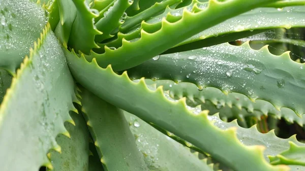 Aloe Vera Roseta Orvalho Gotas Água Chuva Planta Fresca Suculenta — Fotografia de Stock