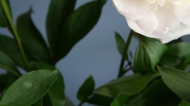 Şakayık çiçekleri bahar çiçekleri, açık pembe çiçek tomurcukları yakın. İlkbahar botanik geçmişi. Taze narin yapraklar, bahar çiçekleri. Pastel rengi peeonia infloresans. Buket.