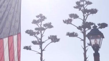 Lezzetli agave çiçeği paniği, klasik fener ve Amerikan bayrağı dalgalanması, Batı Kaliforniya ABD. Vahşi batı öncü kovboy salonu ya da çiftlik bahçesi gibi. Çöl bitkisi ve gökyüzü.