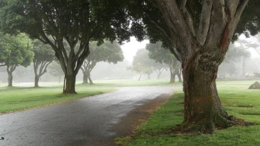 Siste kozalaklı çam ağaçları, sisli gizemli orman, orman ya da koruluk. Sisli yağmurlu havada sıra sıra ağaçlar, Monterey, Kaliforniya 'da sakin bir sis. Dantelli yosun sarkıyor. Sakin bir atmosfer..