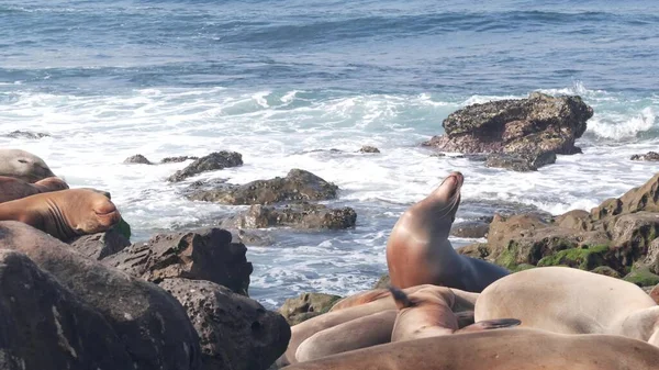 Focas Salvajes Novato Lobos Marinos Descansando Playa Del Océano Rocoso — Foto de Stock